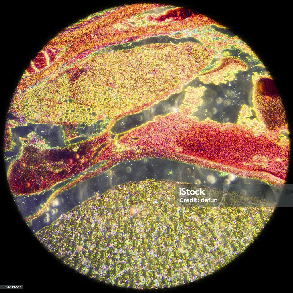 Microscópicos la sección de tejido renal - Foto de stock de Corte transversal libre de derechos