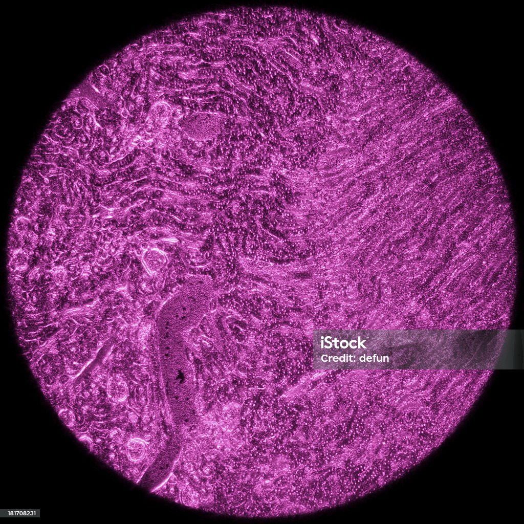 Microscópicos la sección de tejido renal - Foto de stock de Anatomía libre de derechos