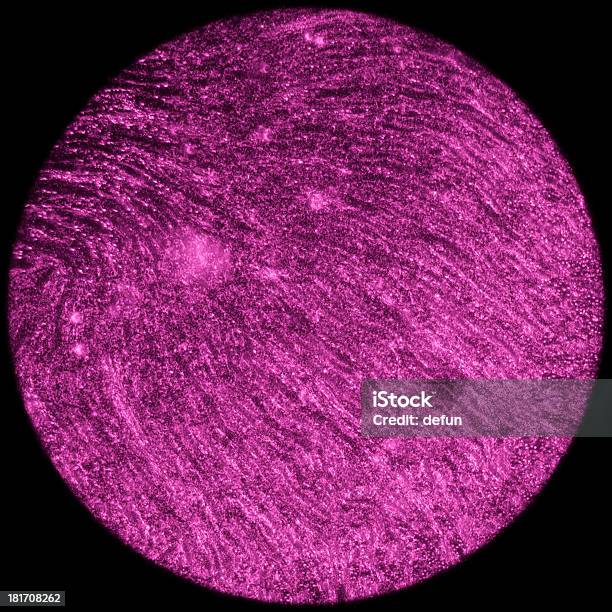 Microscópica Secção Do Tecido Renal - Fotografias de stock e mais imagens de Anatomia - Anatomia, Aparelho Urinário, Biologia