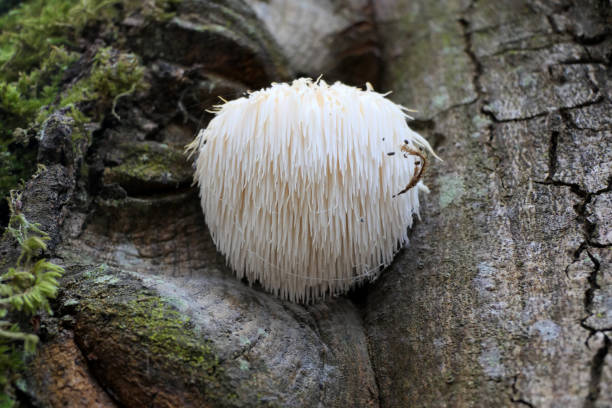 Lions Mane Fungi Lion’s Mane mushroom (Hericium erinaceus) also known as Bearded Hedgehog Mushroom, known for its health benefits hedgehog mushroom stock pictures, royalty-free photos & images
