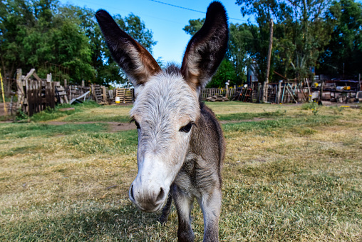 Donkey newborn baby in farm, Argentine Countryside