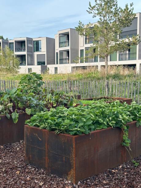 istock Raised beds with strawberry in urban landscape 1817084214