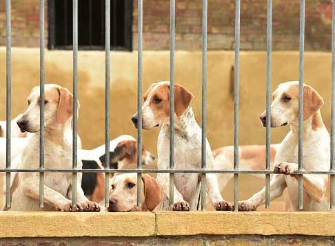 Dog in enclosed kennel, abandoned animals, abuse