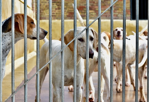 Hunting dogs in a kennel