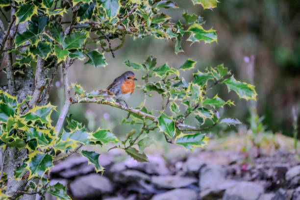 Robin redbreast bird perched taking shelter in a holly tree in an Irish garden.