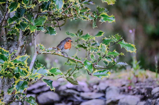 The European robin (Erithacus rubecula), known simply as the robin or robin redbreast in Great Britain and Ireland, is a small insectivorous passerine bird that belongs to the chat subfamily of the Old World flycatcher family.