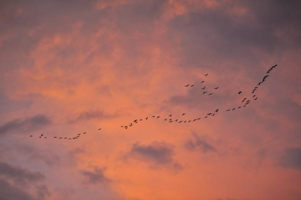istock A flock of migrating birds high up in the sky during sunset 1817093756