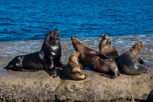 istock South American  Sea Lion , 
Peninsula Valdes , 1817094956