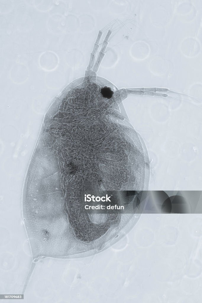 animal pulga de agua - Foto de stock de Alimento libre de derechos