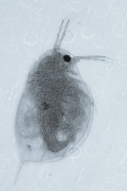 pulga de água - daphnia water flea high scale magnification micro organism imagens e fotografias de stock