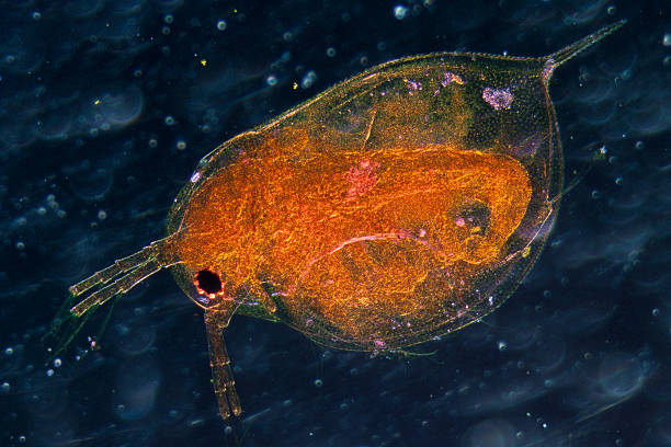 pulga de água - daphnia water flea high scale magnification micro organism imagens e fotografias de stock