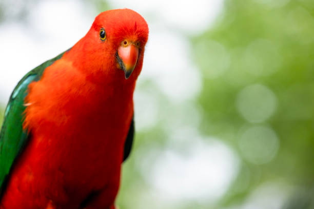 Closeup beautiful King Parrot, background with copy space, full frame horizontal composition