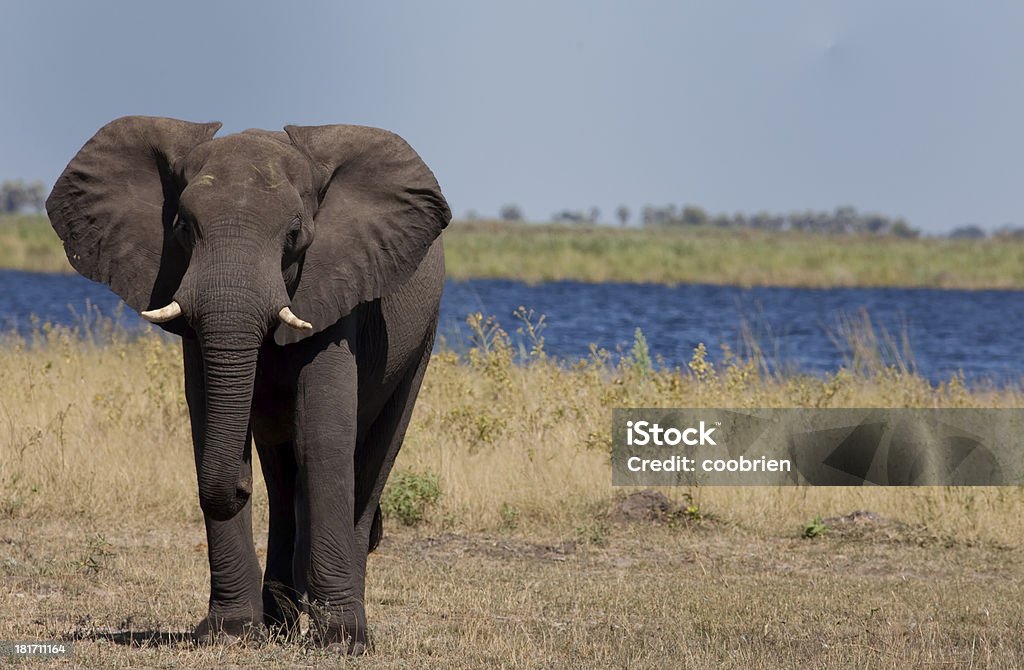 Elefante Panorama - Foto stock royalty-free di Africa