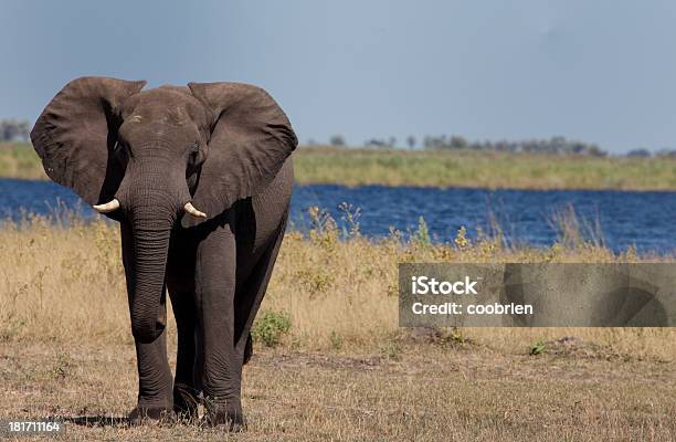Elefante Panorama - Fotografie stock e altre immagini di Africa - Africa, Ambientazione esterna, Animale selvatico