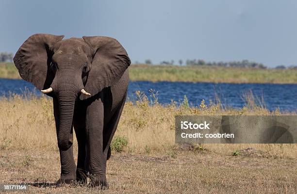 Słoń Panorama - zdjęcia stockowe i więcej obrazów Afryka - Afryka, Bez ludzi, Botswana