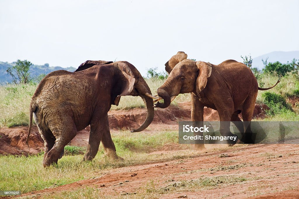 Battaglia di elefanti - Foto stock royalty-free di Africa