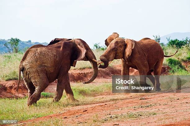 Battaglia Di Elefanti - Fotografie stock e altre immagini di Africa - Africa, Animale, Animale selvatico