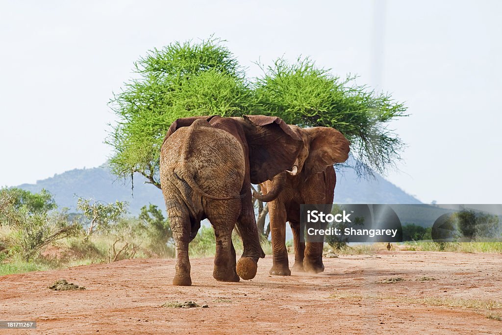 Schlacht von Elefanten - Lizenzfrei Afrika Stock-Foto