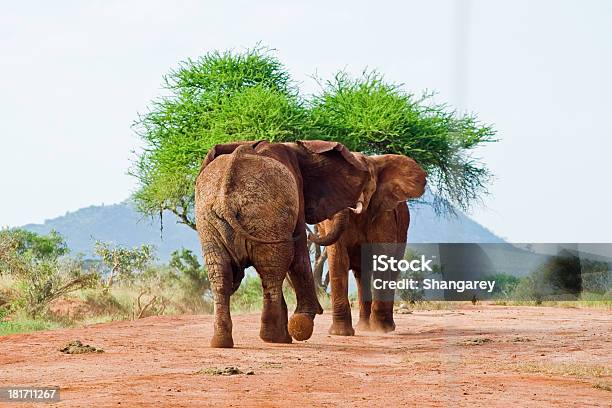 Battaglia Di Elefanti - Fotografie stock e altre immagini di Africa - Africa, Animale, Animale selvatico
