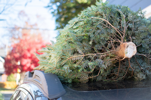 A Christmas tree cut down shortly after Thanksgiving, ready to be tied down to the top of the car