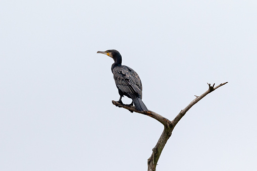 Daytime side view close-up of a single great cormorant (Phalacrocorax carbo), perched in a dead tree