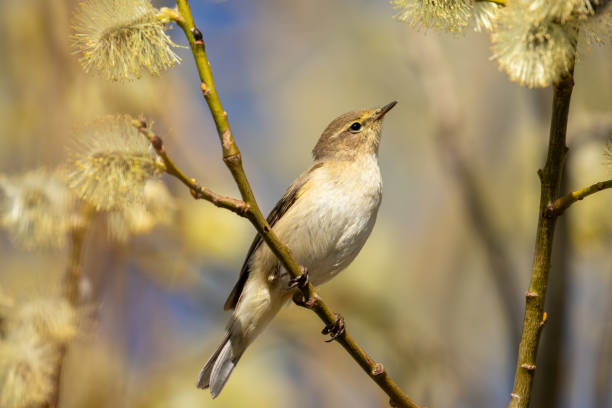istock Common chiffchaff, Phylloscopus collybita looking for food 1817122153