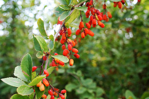 Branch with red barberry fruits