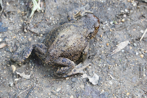 Toad in the forest