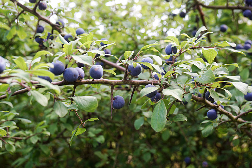 Blackthorn fruits on a branch