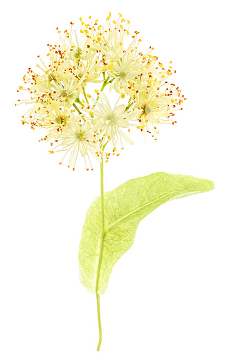 Fresh linden tree blossom isolated on a white background. Linden flowers.