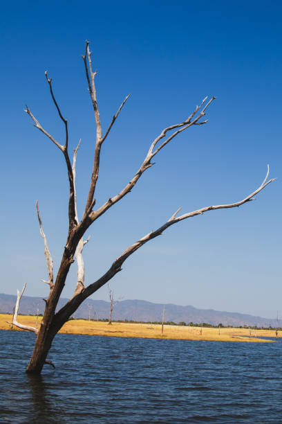Dead tree structure in Lake Kariba