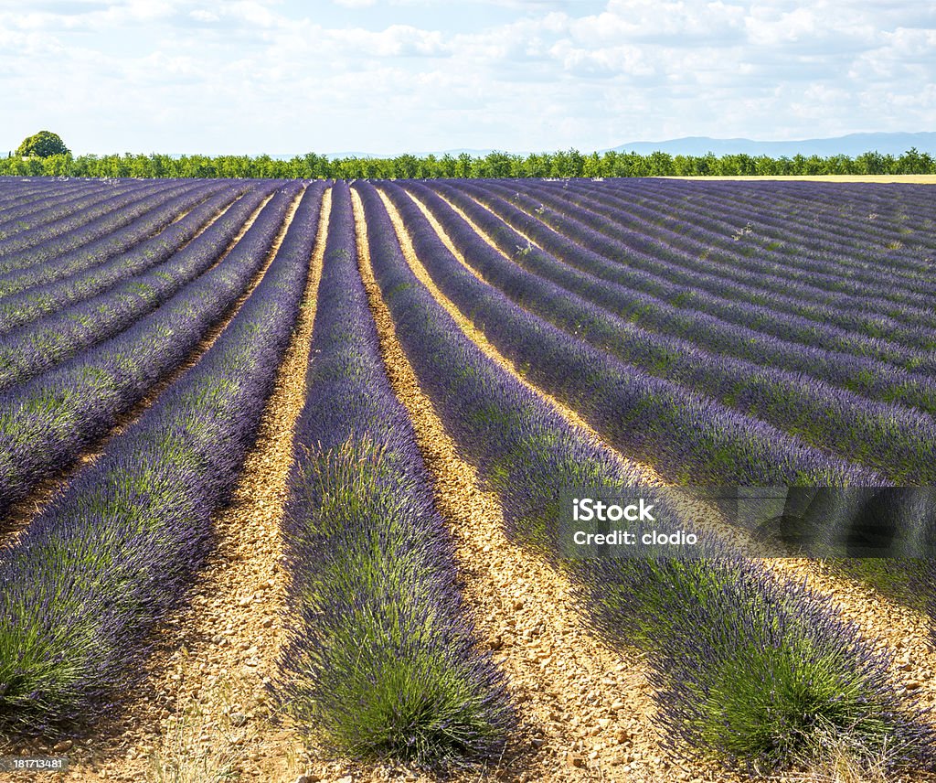 Plateau de Valensole (Provence), lavender Plateau de Valensole (Alpes-de-Haute-Provence, Provence-Alpes-Cote d'Azur, France), field of lavender Agricultural Field Stock Photo