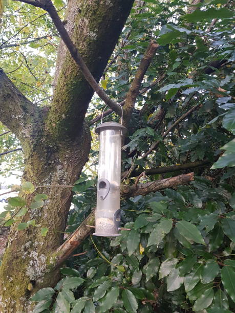 istock Bird feeder on a tree in a park in Glasgow, East Dunbartonshire, Stirling, Scotland UK 1817141213