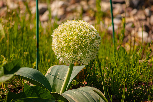 Allium stipitatum