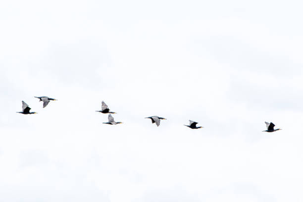 istock A flock of seabirds in the sky 1817150897