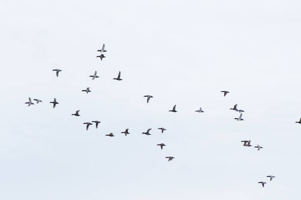 istock A flock of seabirds in the sky 1817151401