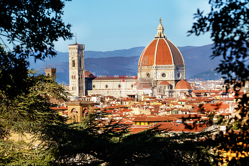 Amazing view of Cathedral of Santa Maria del Fiore in  Florence during Christmas.   Sunny day for sightseeing of landmark (Dome more than 43 m of the cupola in diameter) -  view  through fantastic coniferous trees