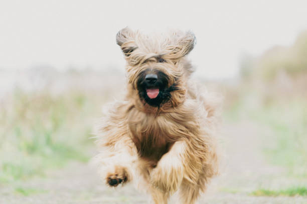portrait of a running long-haired dog
