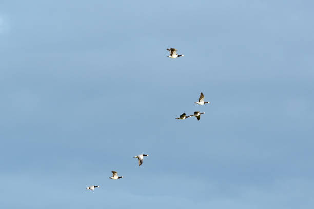 istock A flock of seabirds in the sky 1817151418