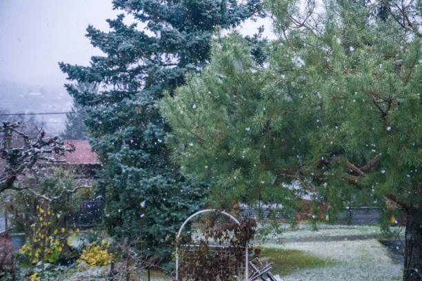 istock The first snow-covered Christmas trees 1817152498