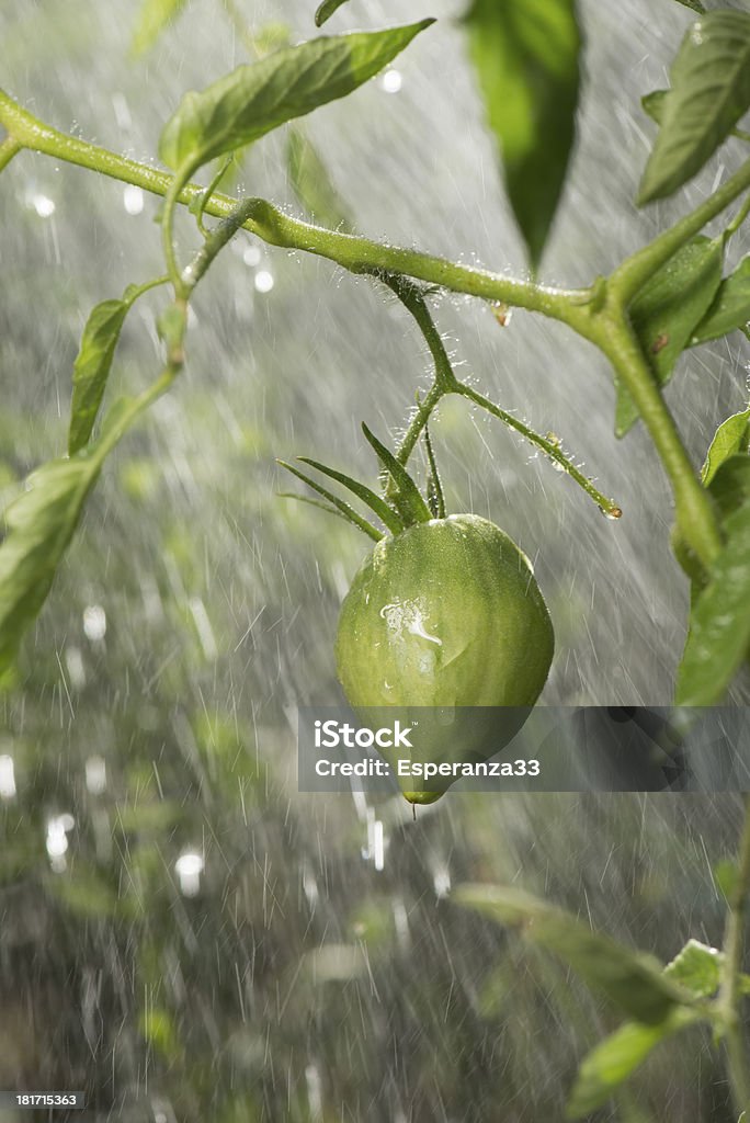 Pomodori verdi sotto la pioggia - Foto stock royalty-free di Acerbo