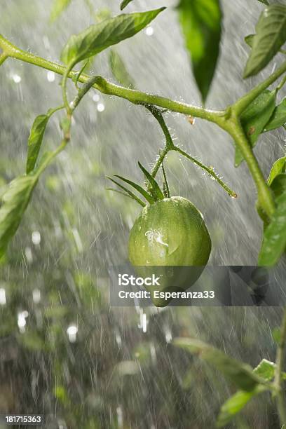 Pomodori Verdi Sotto La Pioggia - Fotografie stock e altre immagini di Acerbo - Acerbo, Acqua, Ambientazione esterna