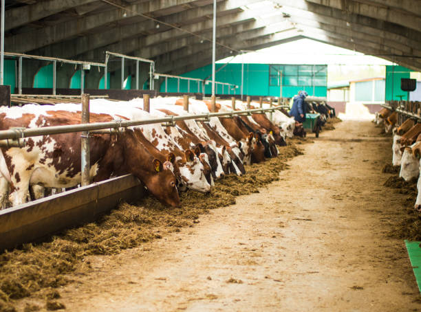 istock Red cows in the barn eat hay. 1817155593
