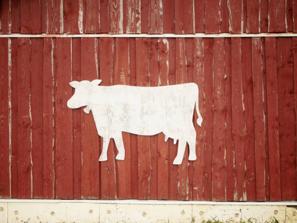 Red rustic wooden barn facade  with cow stencil for text, farming concept