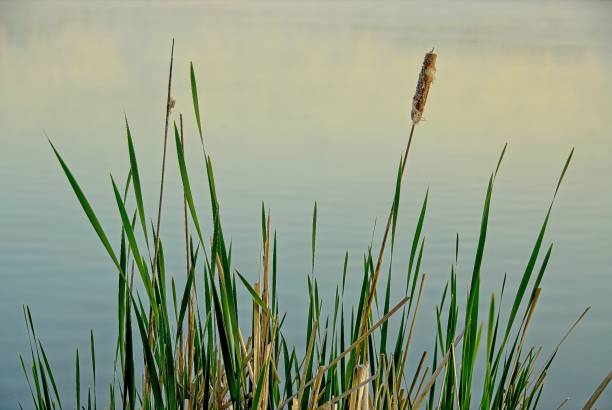 istock Cattails on the Banks of a River 1817158799
