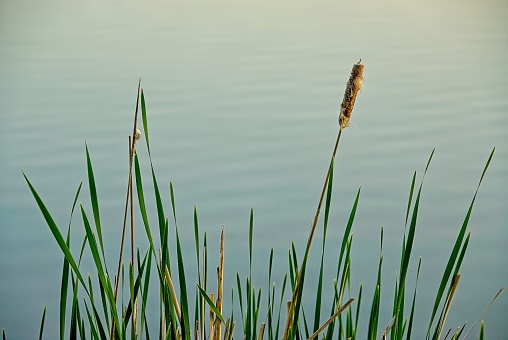 Cattails (Typha) on the Banks of a River
