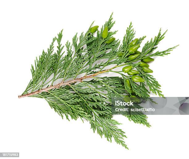 Cypress Stock Photo - Download Image Now - American Arborvitae, Berry, Botany