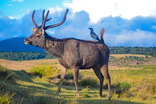 A pair of birds perched atop a white-tailed deer, standing in a sun-drenched meadow against a backdrop of lush green foliage