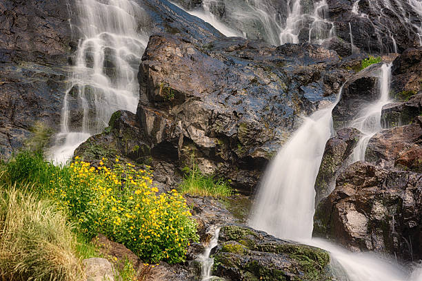 todtnauer wodospady z żółte kwiaty, czarnym lesie, niemcy - black forest waterfall triberg landscape zdjęcia i obrazy z banku zdjęć