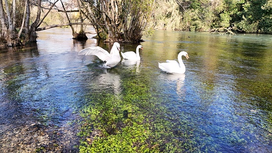 Four majestic white swans swim gracefully in a river beneath a bridge, surrounded by lush greenery and moss-covered trees